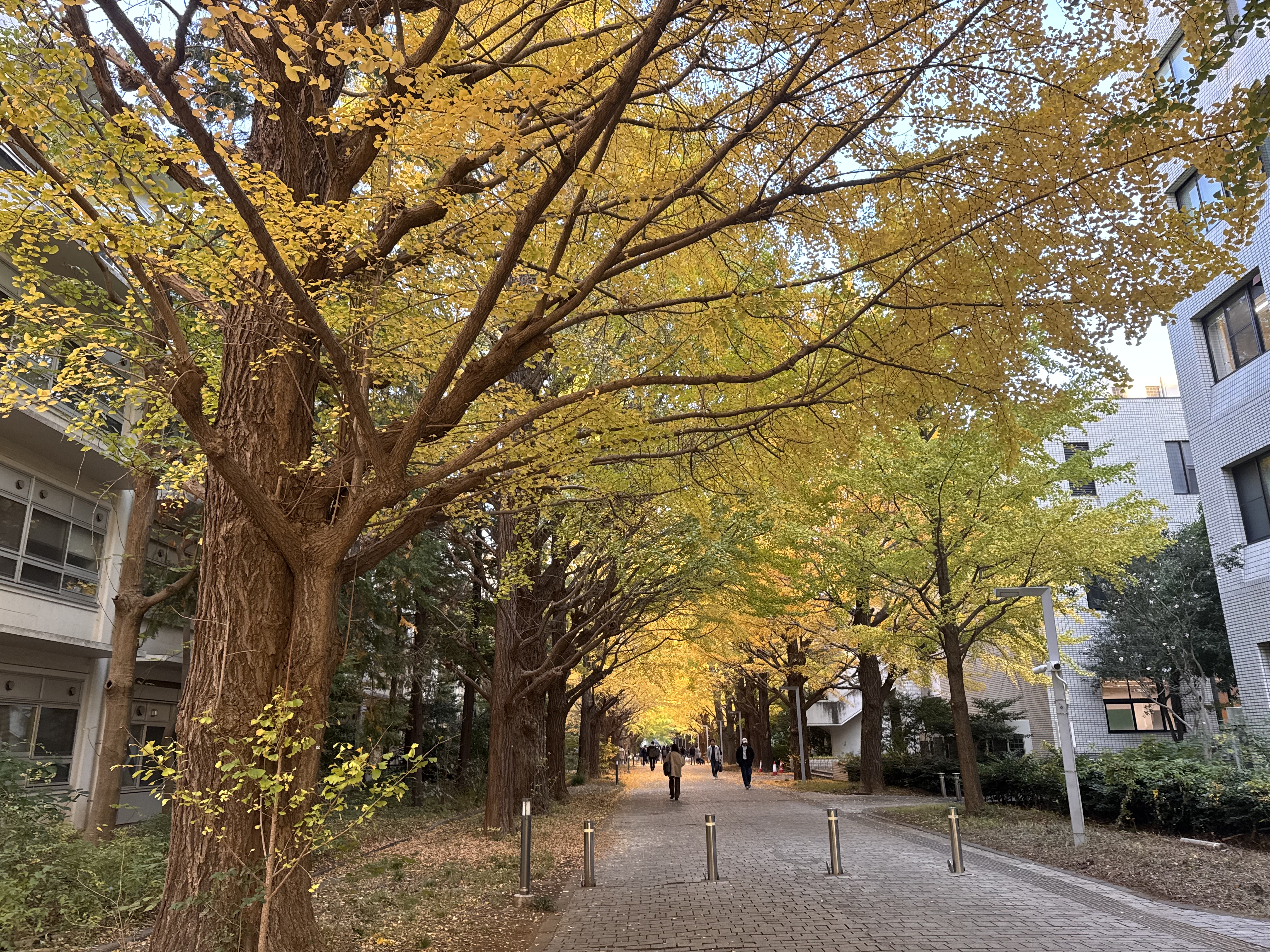 Lan Anh in Tokyo, academic life at Sophia University